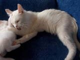 Кішки, кошенята Невідома порода, ціна 55 Грн., Фото