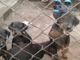 Собаки, щенки Ягдтерьер, цена 900 Грн., Фото