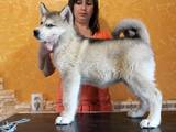 Собаки, щенята Аляска маламут, ціна 10000 Грн., Фото