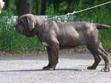 Собаки, щенята Мастіно неаполетано, ціна 42000 Грн., Фото