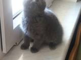 Кошки, котята Персидская, цена 15 Грн., Фото