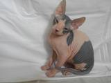 Кошки, котята Донской сфинкс, цена 1400 Грн., Фото