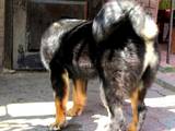 Собаки, щенята Тибетський мастиф, ціна 20000 Грн., Фото