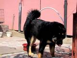 Собаки, щенки Тибетский мастиф, цена 20000 Грн., Фото