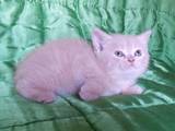 Кішки, кошенята Британська короткошерста, ціна 200 Грн., Фото