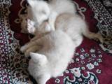 Кішки, кошенята Британська короткошерста, ціна 200 Грн., Фото