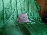 Кошки, котята Британская короткошерстная, цена 200 Грн., Фото