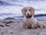 Собаки, щенята Довгошерста мініатюрна такса, ціна 20000 Грн., Фото