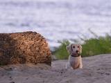 Собаки, щенята Довгошерста мініатюрна такса, ціна 20000 Грн., Фото