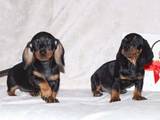 Собаки, щенки Гладкошерстная такса, цена 900 Грн., Фото