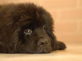Собаки, щенята Ньюфаундленд, ціна 10000 Грн., Фото