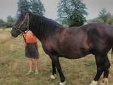 Тваринництво,  Сільгосп тварини Коні, осли, ін., ціна 25000 Грн., Фото