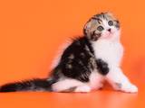 Кішки, кошенята Шотландська висловуха, ціна 5700 Грн., Фото