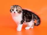 Кошки, котята Шотландская вислоухая, цена 5700 Грн., Фото