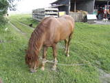 Тваринництво,  Сільгосп тварини Коні, осли, ін., ціна 12800 Грн., Фото
