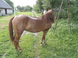 Тваринництво,  Сільгосп тварини Коні, осли, ін., ціна 12800 Грн., Фото