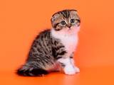 Кішки, кошенята Шотландська висловуха, ціна 4200 Грн., Фото