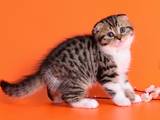 Кошки, котята Шотландская вислоухая, цена 4200 Грн., Фото