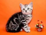 Кошки, котята Шотландская короткошерстная, цена 1500 Грн., Фото