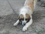 Собаки, щенята Сенбернар, ціна 0.50 Грн., Фото