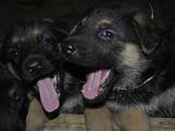 Собаки, щенки Немецкая овчарка, цена 2000 Грн., Фото