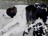 Собаки, щенки Московская сторожевая, цена 3000 Грн., Фото