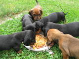 Собаки, щенки Гладкошерстная такса, цена 3000 Грн., Фото