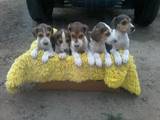 Собаки, щенки Разное, цена 5000 Грн., Фото
