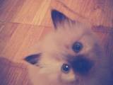 Кошки, котята Невская маскарадная, цена 1600 Грн., Фото