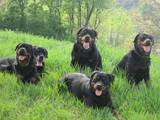 Собаки, щенята Ротвейлер, ціна 7500 Грн., Фото