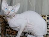 Кошки, котята Канадский сфинкс, цена 200 Грн., Фото