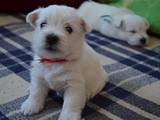 Собаки, щенята Вестхайленд уайт тер'єр, ціна 9000 Грн., Фото