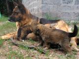 Собаки, щенки Среднеазиатская овчарка, цена 900 Грн., Фото