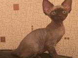 Кошки, котята Девон-рекс, цена 6500 Грн., Фото
