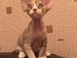 Кошки, котята Девон-рекс, цена 6500 Грн., Фото