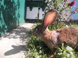 Гризуни Кролики, ціна 300 Грн., Фото