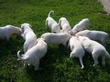 Собаки, щенки Аргентинский дог, цена 12000 Грн., Фото