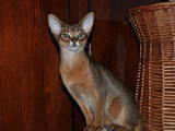 Кошки, котята Абиссинская, цена 11600 Грн., Фото