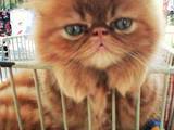 Кішки, кошенята Персидська, ціна 2200 Грн., Фото