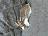 Гризуни Кролики, ціна 90 Грн., Фото