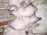 Кошки, котята Канадский сфинкс, цена 6250 Грн., Фото