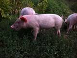 Тваринництво,  Сільгосп тварини Свині, ціна 1000 Грн., Фото
