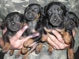 Собаки, щенята Ягдтер'єр, ціна 800 Грн., Фото