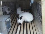 Гризуни Кролики, ціна 150 Грн., Фото