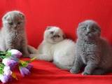Кішки, кошенята Шотландська висловуха, ціна 700 Грн., Фото