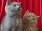 Кошки, котята Шотландская вислоухая, цена 700 Грн., Фото