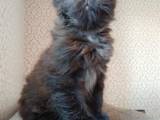 Кошки, котята Курильский бобтейл, цена 2000 Грн., Фото
