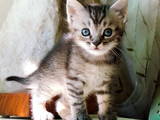 Кішки, кошенята Безпорідна, ціна 2 Грн., Фото