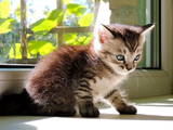 Кішки, кошенята Безпорідна, ціна 2 Грн., Фото