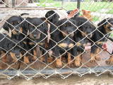 Собаки, щенята Різне, ціна 2600 Грн., Фото